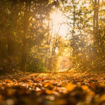 半岛综合体育APP