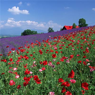 Kaiyun(云开)体育App下载手机版